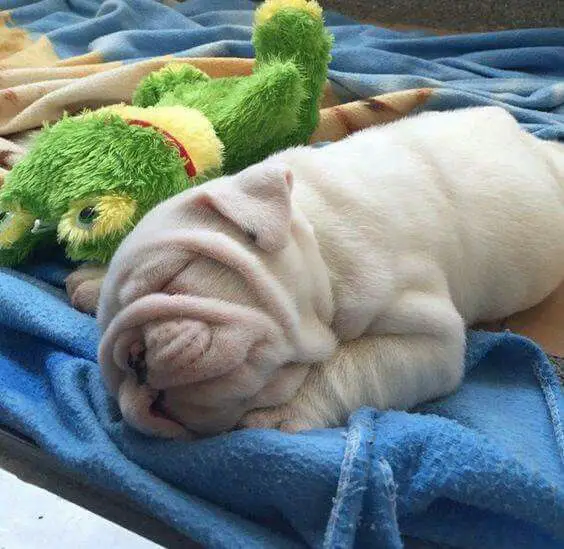 English Bulldog puppy sleeping on the bed with its from stuffed toy