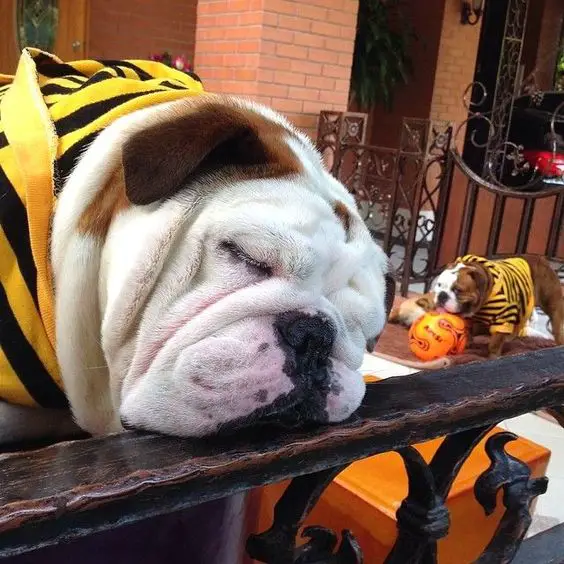 English Bulldog sleeping in a bee costume