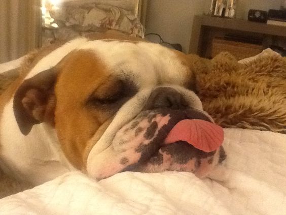 English Bulldog sleeping on the bed with its tongue sticking out