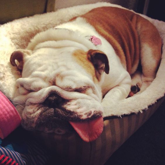 English Bulldog sleeping on its bed with its tongue sticking out