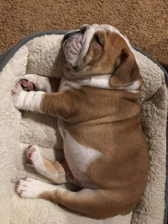 English Bulldog sleeping on its side in its bed