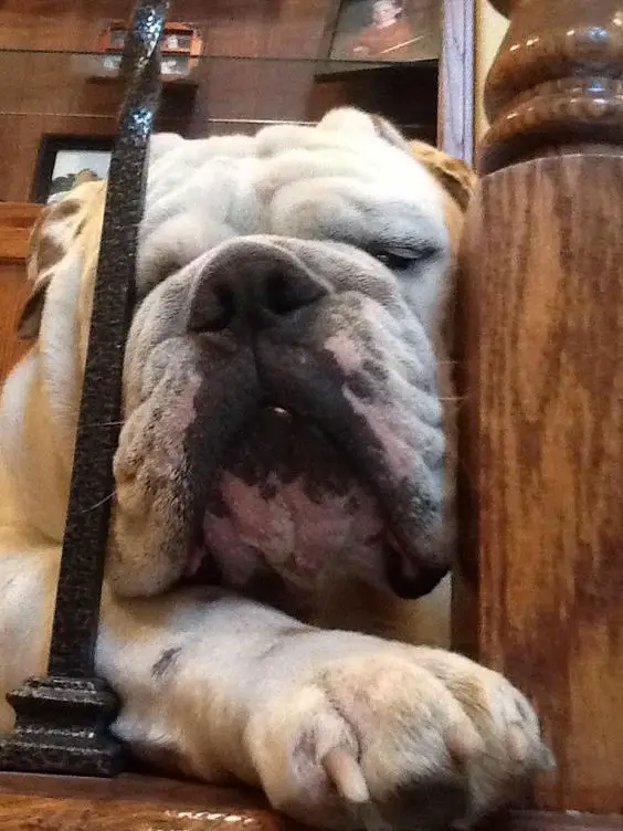 English Bulldog sleeping in between the wooden and metal fence inside the house