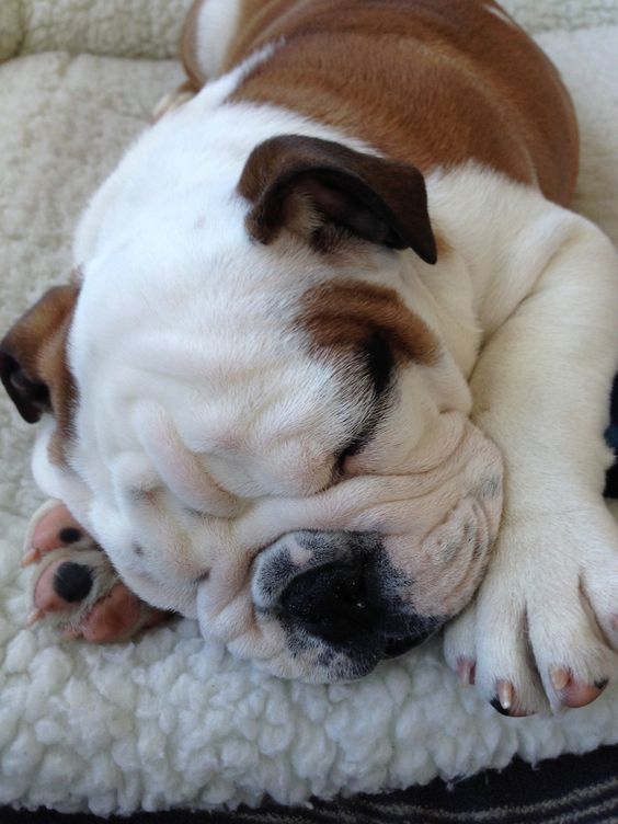 English Bulldog puppy sleeping soundly on a fluffy bed