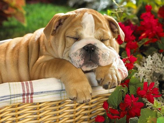 English Bulldog sleeping soundly on its rattan basket with flowers around