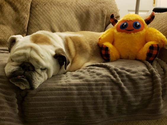 English Bulldog sleeping on the couch with its monster stuffed toy
