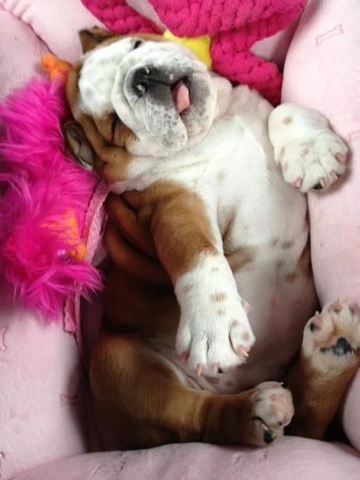 English Bulldog puppy sleeping on its pink bed