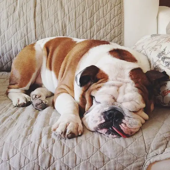 English Bulldog sleeping on the couch
