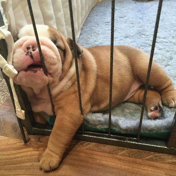 English Bulldog puppy sleeping while biting its crate