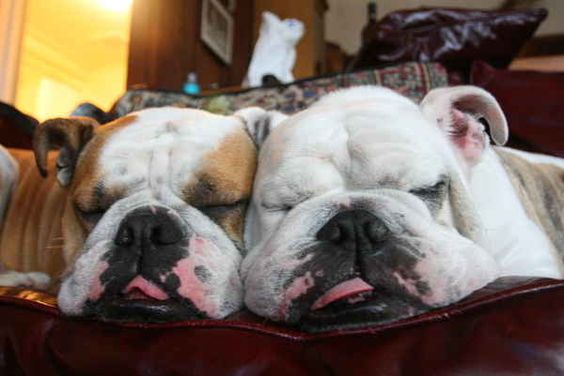 two English Bulldog sleeping on the couch side by side with their tongue sticking out