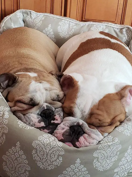 two English Bulldogs sleeping side by side on their bed