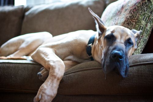 Fawn Great Dane sleeping on the couch