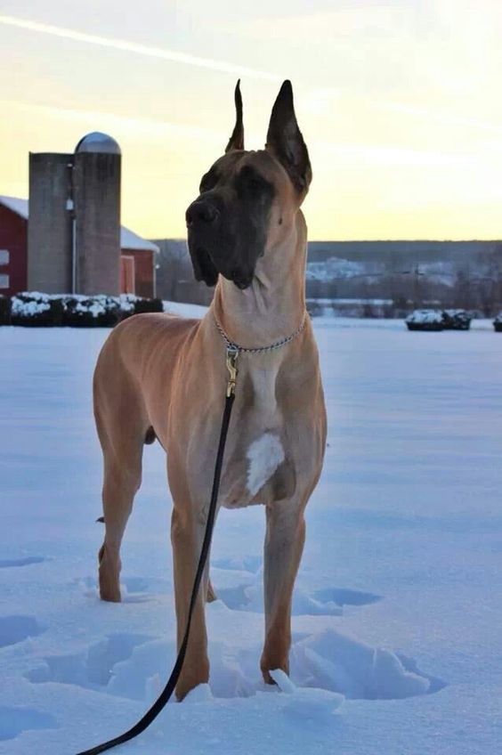 Fawn Great Dane taking a walk outdoors in snow