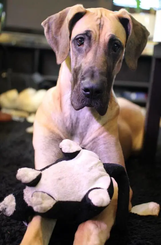 Fawn Great Dane lying on the floor with its toy