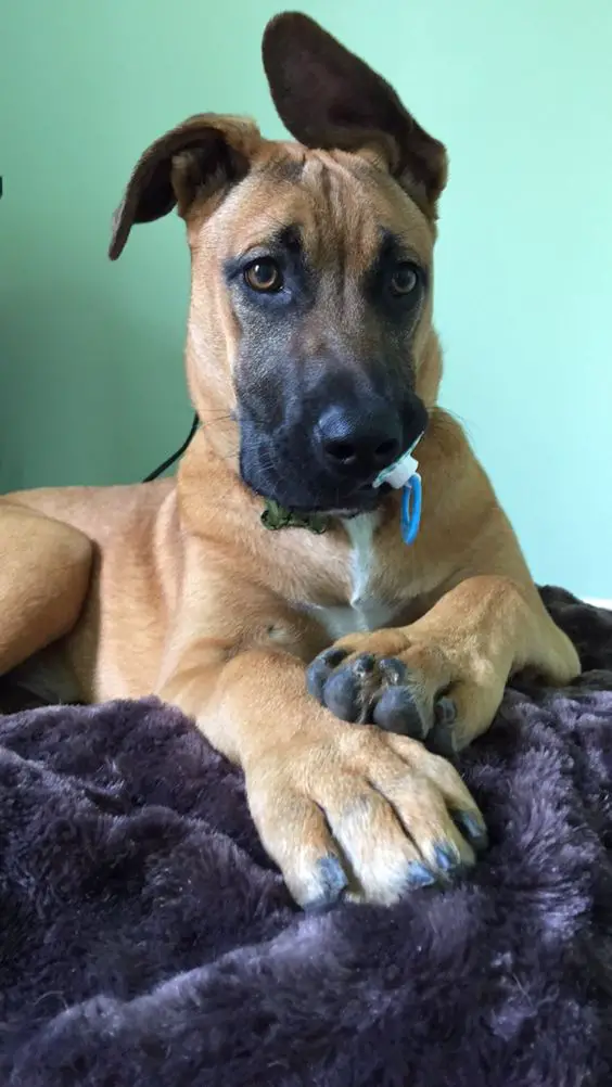 Fawn Great Dane on its bed with a pacifier in its mouth