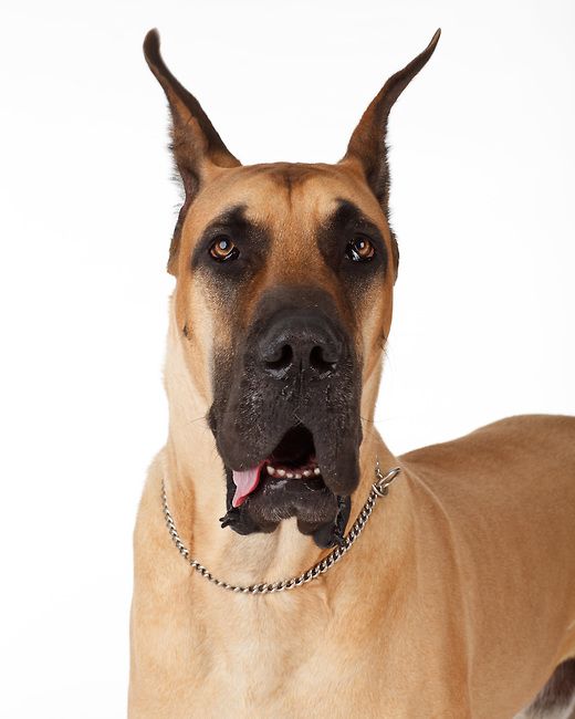 Fawn Great Dane with black color on the eye rim, eyebrows, and mask with its mouth open in an isolated white background