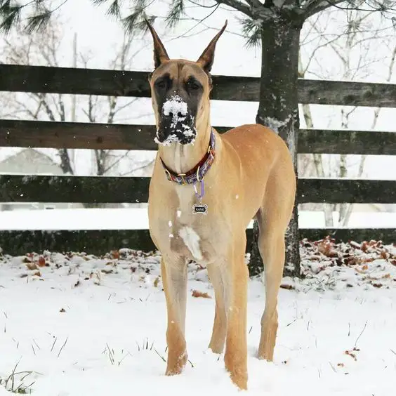 Fawn Great Dane outdoors with snow in its nose