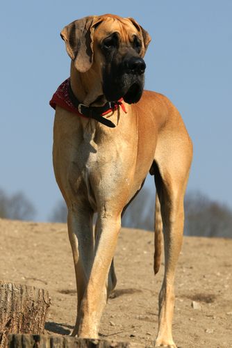 Fawn Great Dane walking in the mountain