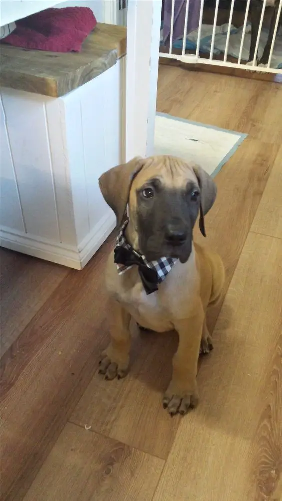 Fawn Great Dane puppy sitting on the floor wearing a checkered collar with black ribbon