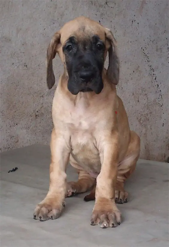 Fawn Great Dane puppy sitting on the floor with its sad face