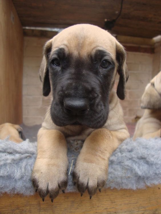 Fawn Great Dane puppy with black color in the eye rim and mask inside its kennel