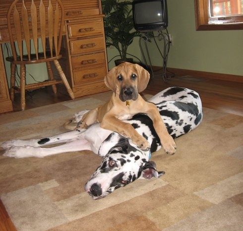 Fawn Great Dane puppy lying on top of a Harlequin Great Dane