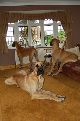 three Fawn Great Danes in the living room