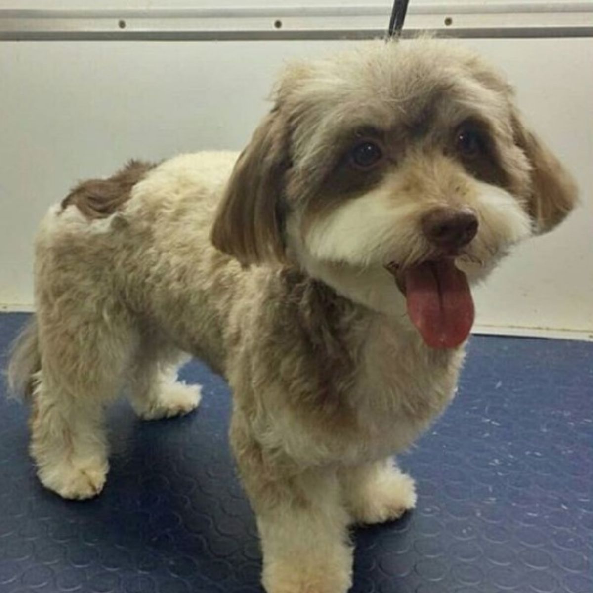 10 Best Havanese Haircuts for Your Puppy - The Paws 10 Best Havanese Haircuts for Your Puppy - The Paws