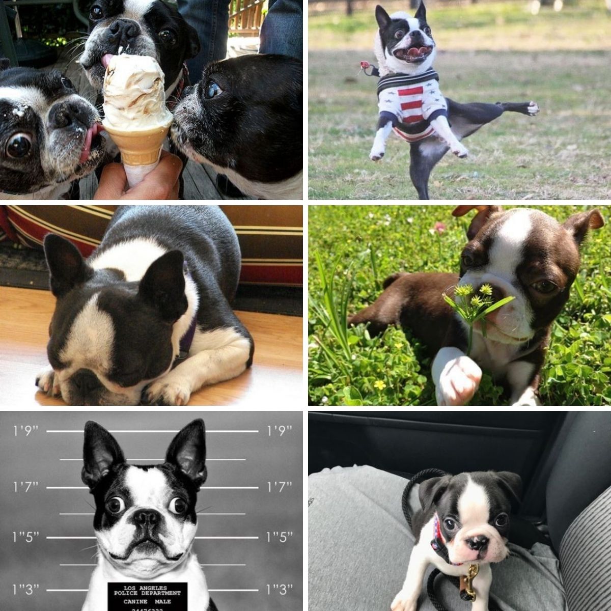 25 Reasons Why You Should Never Own Boston Terriers - The Paws