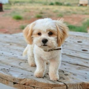25 Shih Tzus Mixed With Poodle