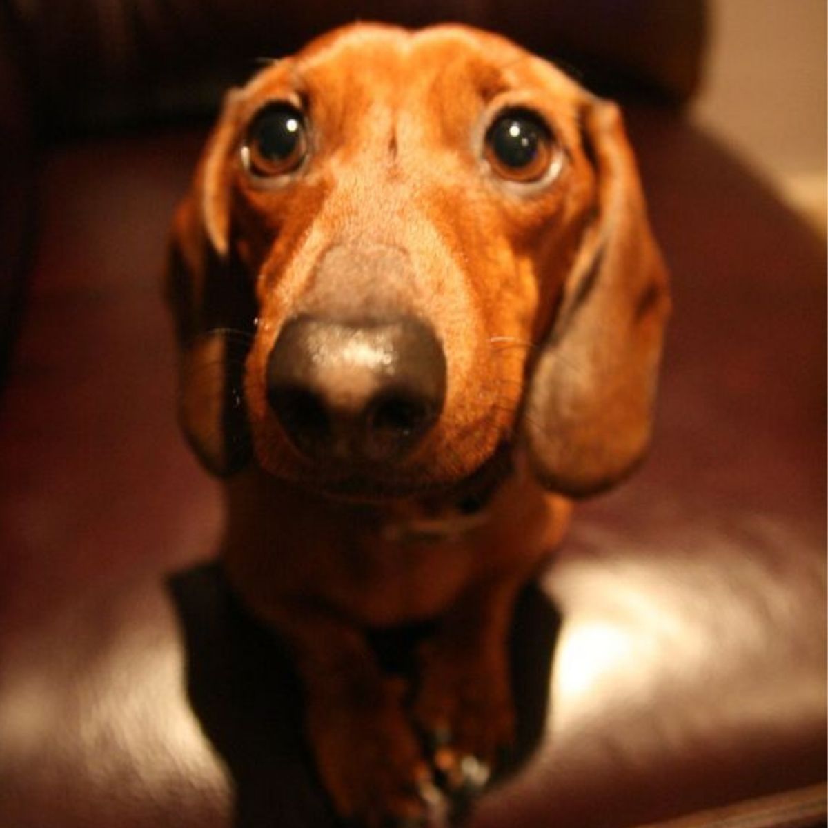 25 Funny Pics Of Dachshunds Begging For Food - The Paws