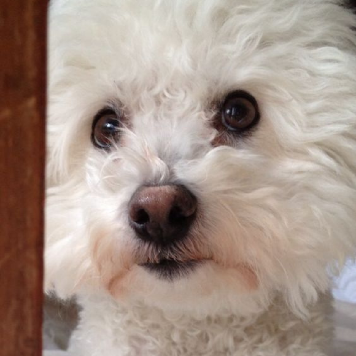 10 Problems Only Bichon Frise Owners Will Understand The Paws
