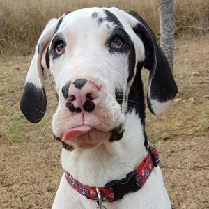 12 Reasons Great Danes Are Not The Friendly Dogs Everyone Says They Are