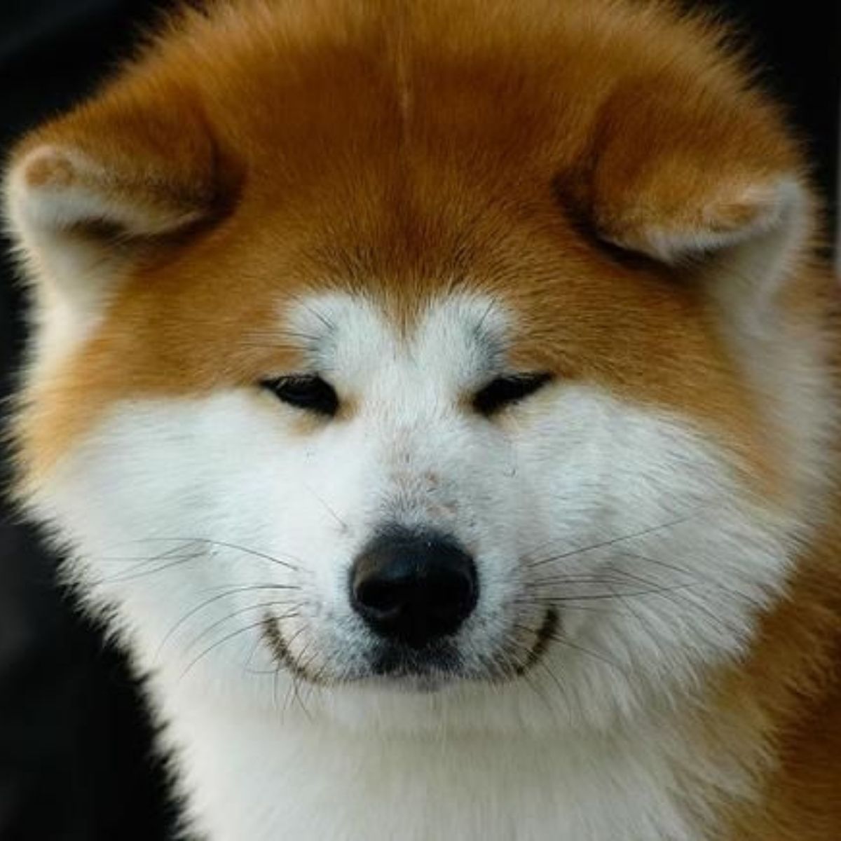 Собака похожая на акиту. Акита-ину. Японская Акита ину. Порода Хатико Акита-ину. Хатико порода Акита.