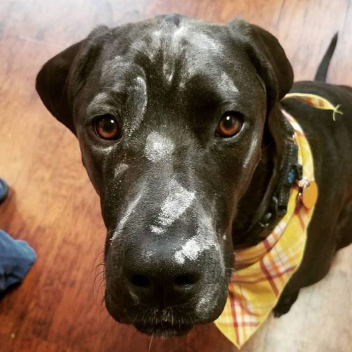 20 Rottweilers Mixed With Great Dane - The Paws