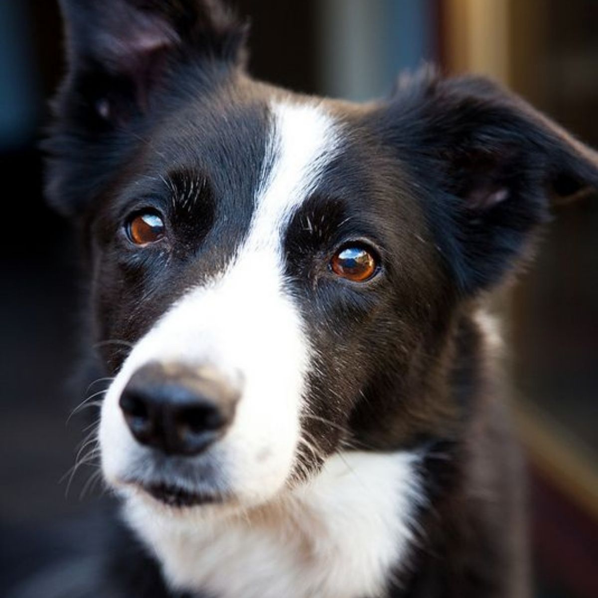 The 23 Cutest Pictures of Short Haired Border Collies - The Paws
