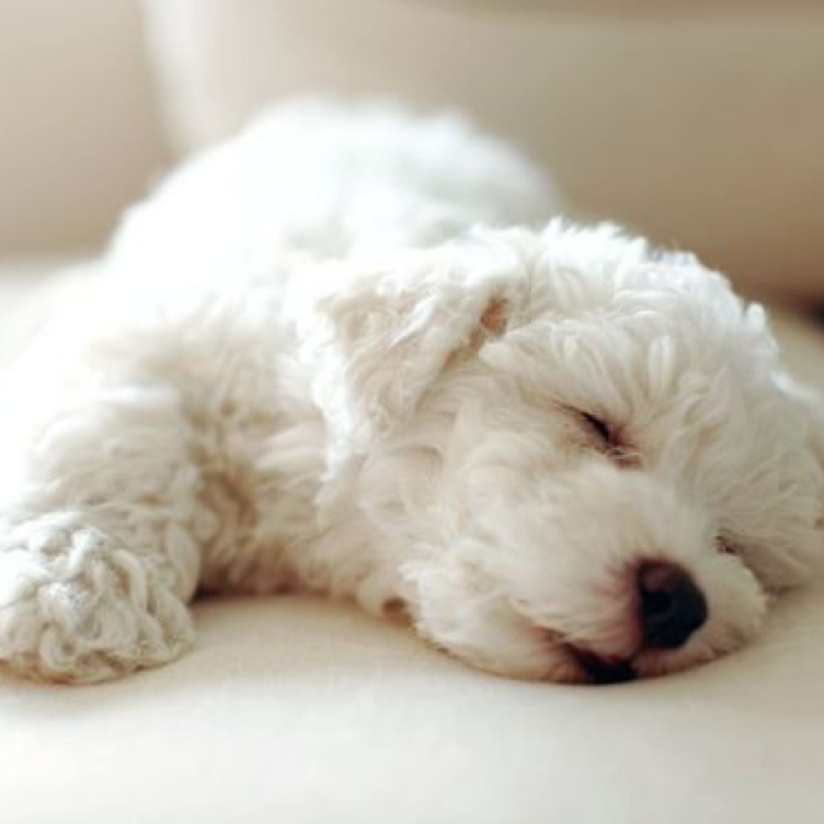 Сон пудель. Бишон фризе. Белая кудрявая собака. Белая кудрявая собака маленькая. Собака белая кудрявая средних размеров.