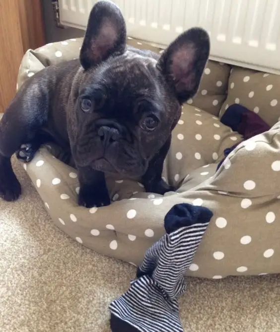 A French Bulldog sitting on its bed with sock on the floor