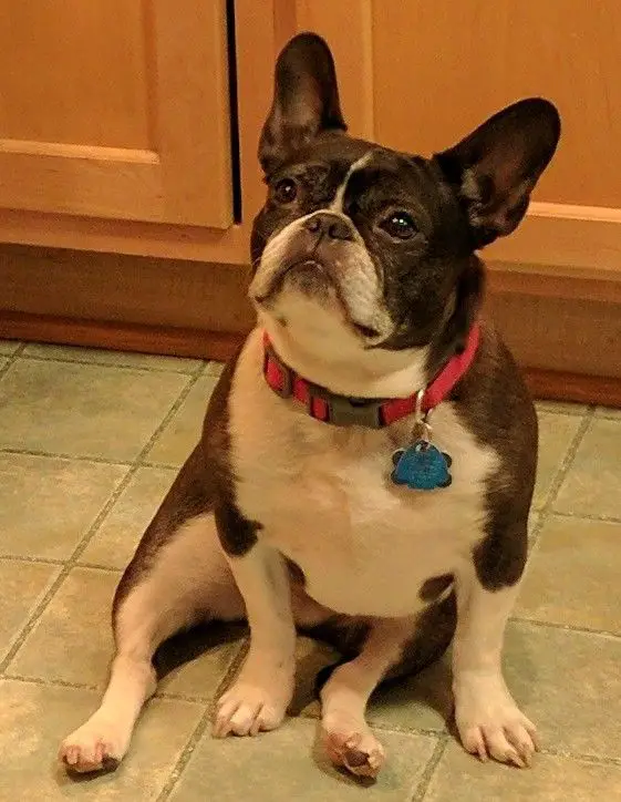A French Bulldog sitting on the floor with its begging face