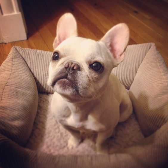 A French Bulldog sitting on its bed while staring with its begging eyes