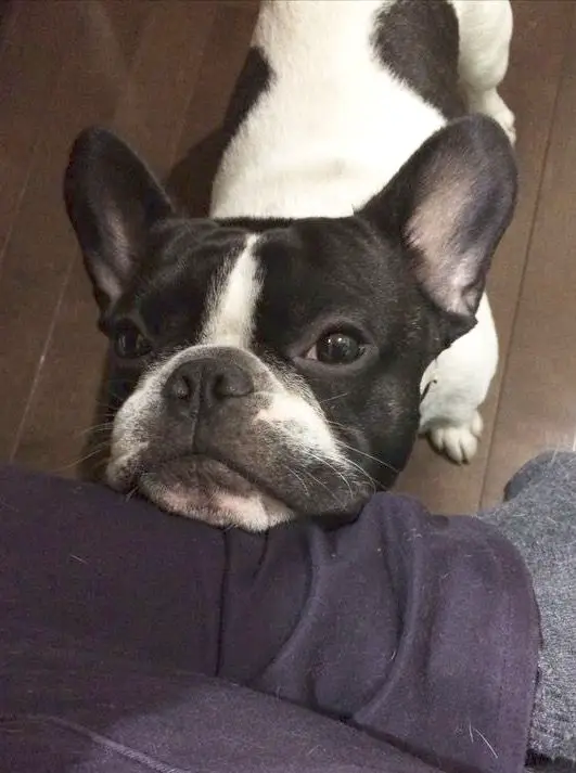 A French Bulldog standing on the floor with its face on the legs of a person
