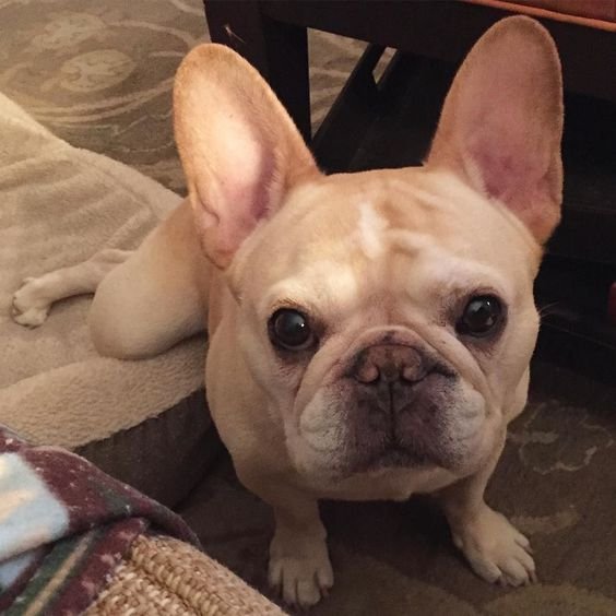 A French Bulldog sitting on the floor while staring at his human