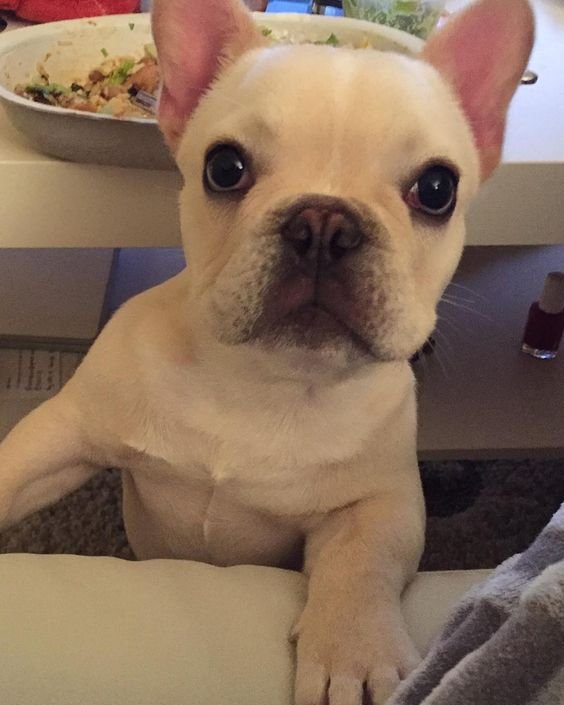A French Bulldog leaning towards the couch