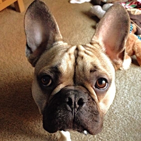 A French Bulldog standing on the floor with its sad face