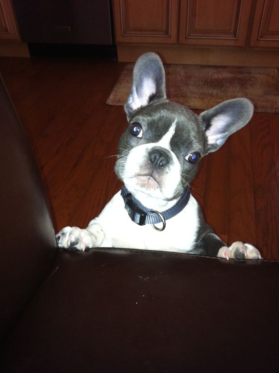 A French Bulldog standing behind behind the couch while tilting its head