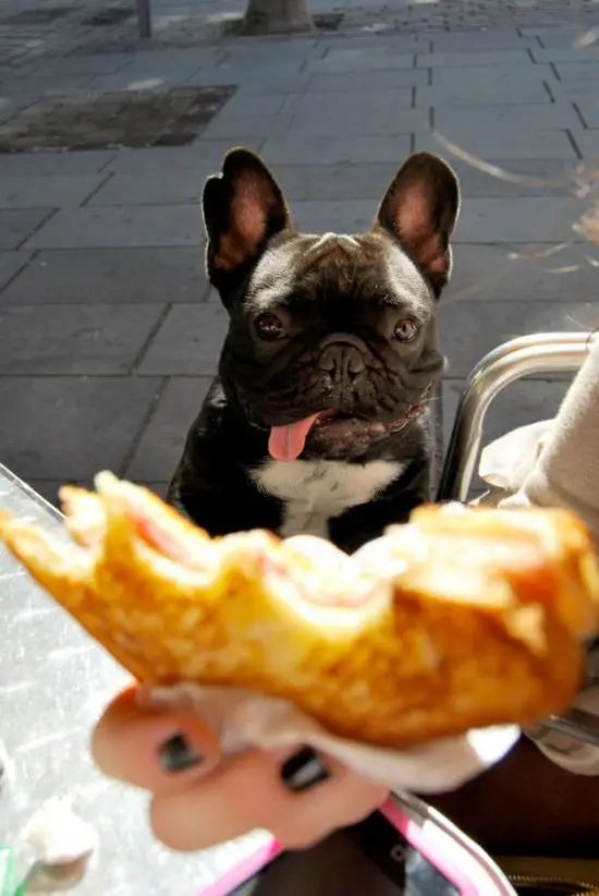 A French Bulldog staring at the sandwich in the hand of a woman