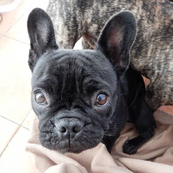 A French Bulldog puppy sitting on the chair