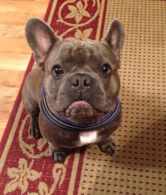 A French Bulldog sitting on the carpet while staring
