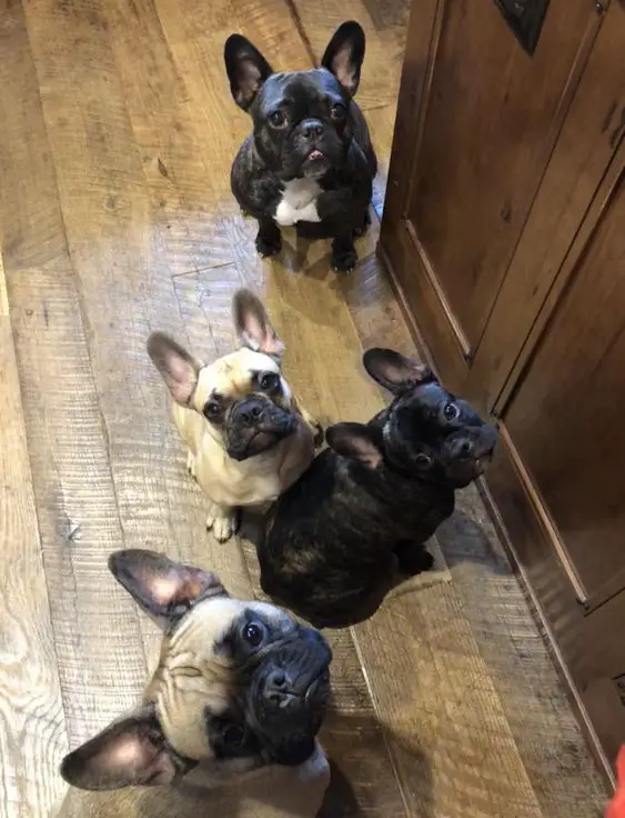 four French Bulldog sitting on the floor with their sad faces