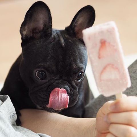 A French Bulldogs staring at the popsicle while licking its mouth