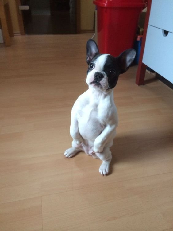 A French Bulldog doing a sitting pretty